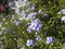 Provencal image. White window with lilac flowers and unfocused background