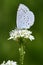 Provencal short-tailed blue butterfly. Cupido alcetas