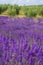 Provence, blossoming purple lavender field at Valensole France