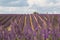 Provence, blossoming purple lavender field at Valensole France