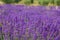 Provence, blossoming purple lavender field at Valensole France