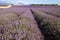 Provence countries lavender fields and sunflowers region of france