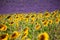 Provence countries lavender fields and sunflowers region of france