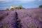 Provence countries lavender fields and sunflowers region of france