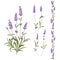 Provence flowers collection. Set of lavender flowers elements. Violet flowers kit. Fashion summer print bundle. Elements