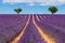 Provence, France. Lavender fields on the Plateau of Valensole.