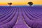 Provence, France. Lavender fields at sunset on the Plateau of Valensole.