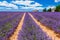 Provence, France. Lavender flowers blooming field in Valensole, Provence.