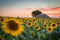 Provence, France, Valensole Plateau with farmhouse and sunflowers
