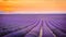 Provence, France, Valensole Plateau with purple lavender field