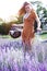 Provence - girl at the lavender field