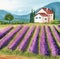 Provence landscape with lavender field