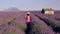 Provence, Lavender field France, Valensole Plateau, colorful field of Lavender Valensole Plateau, Provence, Southern