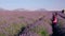 Provence, Lavender field France, Valensole Plateau, colorful field of Lavender Valensole Plateau, Provence, Southern