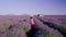 Provence, Lavender field France, Valensole Plateau, colorful field of Lavender Valensole Plateau, Provence, Southern