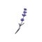 Provence lavender flower single branch hand drawn vector illustration isolated.