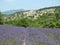 Provence Living with the Aroma of Lavender