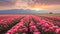 Provence Morning: A Captivating Field Of Pink Tulips At Sunset