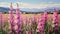 Provence Morning: Hyperrealistic Paintings Of Pink Flowers In Gladiolus Field