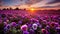 Provence Morning: Purple Pansy Flowers At Sunrise Wallpaper