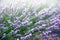 Provence nature background. Lavender field in sunlight with copy space. Macro of blooming violet lavender flowers