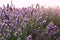 Provence nature background. Lavender field in sunlight with copy space. Macro of blooming violet lavender flowers