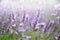 Provence nature background. Lavender field in sunlight with copy space. Macro of blooming violet lavender flowers