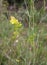 Provence Orange Tip on Buckler-mustard flower