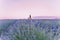 Provence, Southern France. Lavender field in bloom. Valensole. Lonely farmhouse