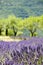 Provence typical landscape