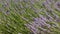 Provence, typical lavender landscape. Lavender field.