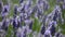 Provence, typical lavender landscape. Lavender field.