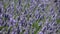Provence, typical lavender landscape. Lavender field.