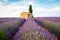 Provence, Valensole Plateau