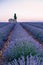 Provence, Valensole Plateau