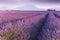 Provence, Valensole Plateau. Lavender fields in full bloom and landscape.