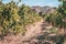 Provence - vineyards of France