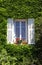 Provence window with white shutters and ivy, Provence, France