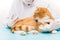 Provide veterinarian treatment red tiger cat syringe