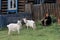 Province household - old lady with domestic white goats