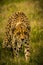 Prowling Cheetah