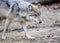 Prowling Mexican gray wolf