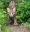 Prowling ocelot