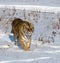 Prowling Siberian Tiger