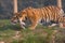 Prowling Tiger Cub