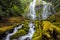 Proxy falls in Oregon forest