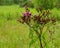 Prretty purple flowers in the field