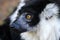 Prtrait of a Lemur Katta
