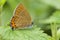 Pruimenpage, Black Hairstreak, Satyrium pruni