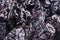 Prune close up background. Heap of glossy black prunes.